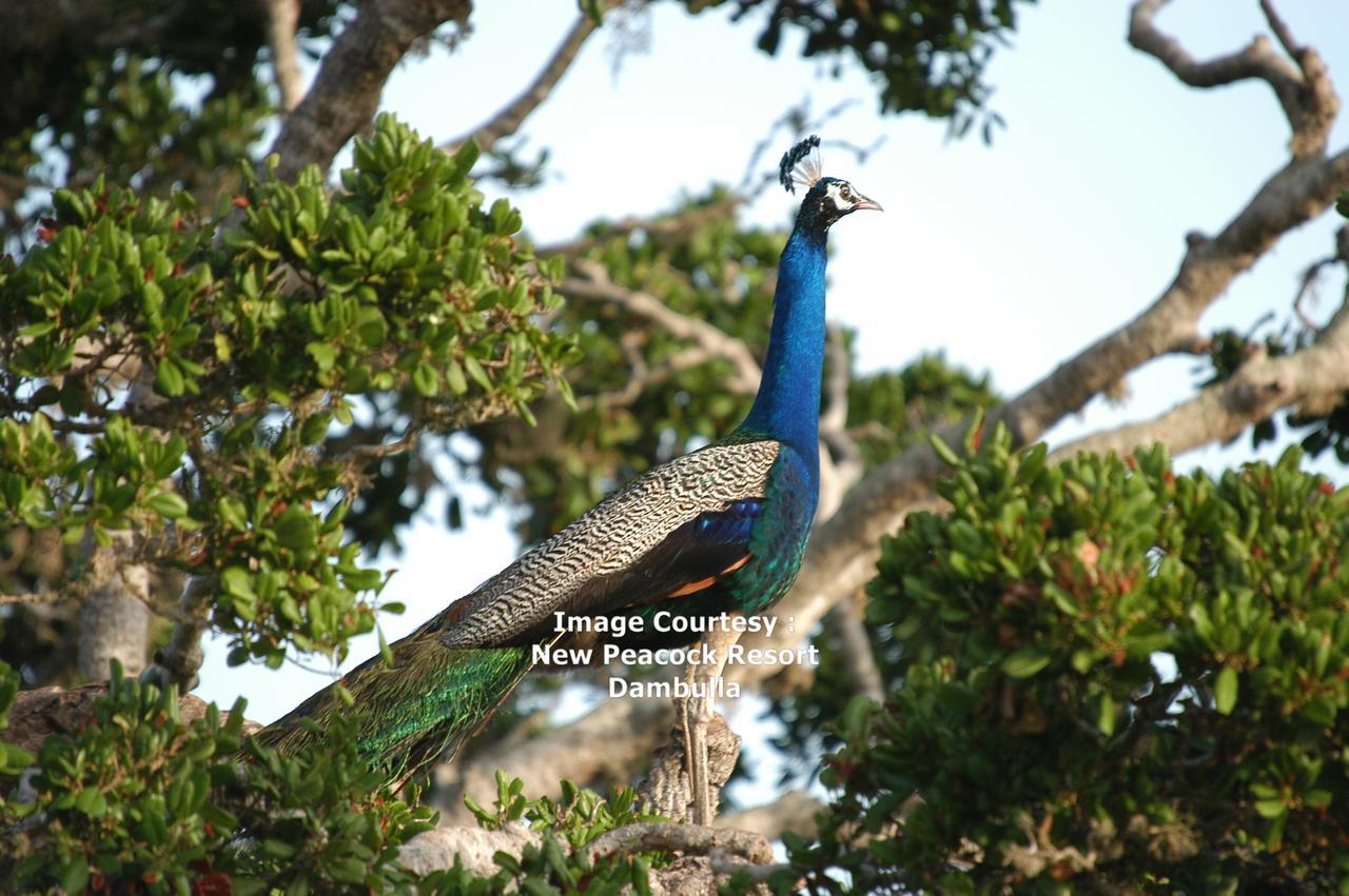 New Peacock Resort Dambulla Εξωτερικό φωτογραφία